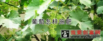 葡萄怎样施肥