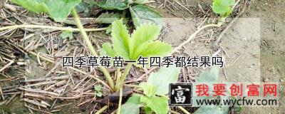 四季草莓苗一年四季都结果吗