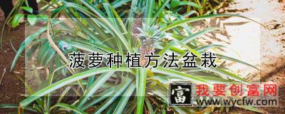 菠萝<a href=https://www.wycfw.com/e/tags/?tagid=232 target=_blank class=infotextkey>种植方法</a>盆栽