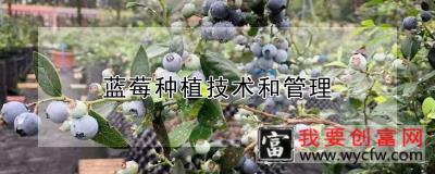 蓝莓种植技术和管理