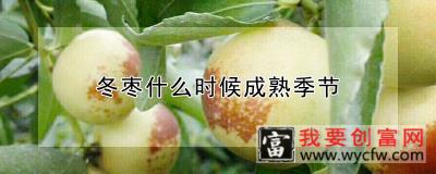 冬枣什么时候成熟季节