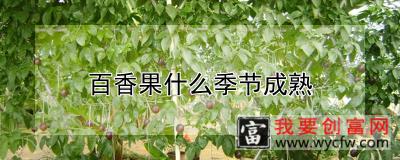 百香果什么季节成熟