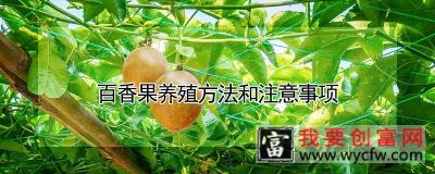 百香果养殖方法和注意事项