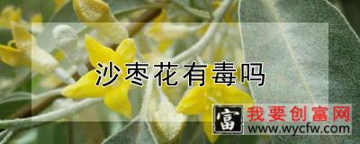 沙枣花有毒吗