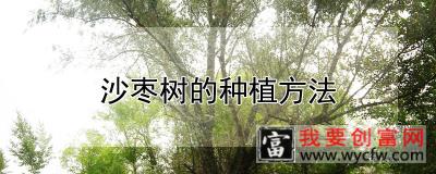 沙枣树的<a href=https://www.wycfw.com/e/tags/?tagid=232 target=_blank class=infotextkey>种植方法</a>