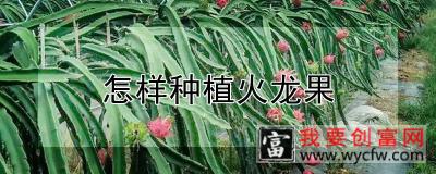 怎样种植火龙果