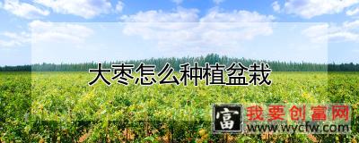 大枣怎么种植盆栽