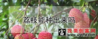 荔枝能种出来吗