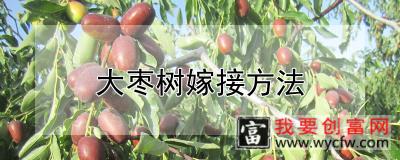 大枣树嫁接方法