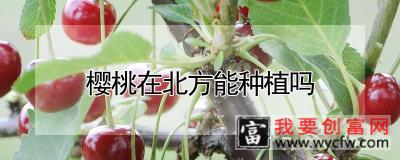 樱桃在北方能种植吗