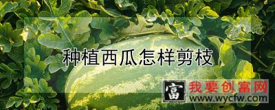 种植西瓜怎样剪枝