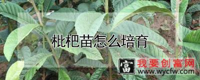 枇杷苗怎么培育