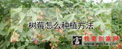 树莓怎么种植方法