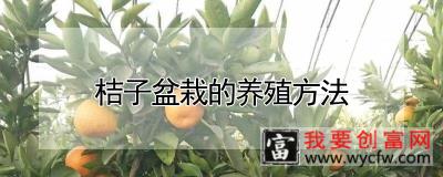 桔子盆栽的养殖方法