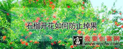 石榴开花如何防止掉果