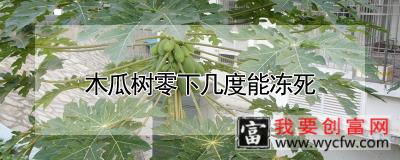 木瓜树零下几度能冻死