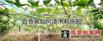 百香果如何浇水和施肥