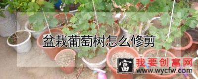 盆栽葡萄树怎么修剪