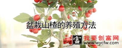 盆栽山楂的养殖方法