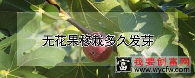 无花果移栽多久发芽