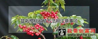 盆栽樱桃种植方法和注意事项