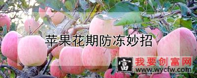 苹果花期防冻妙招