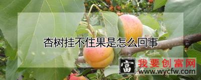 杏树挂不住果是怎么回事