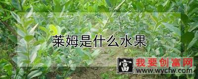 莱姆是什么水果