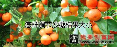 怎样调节沙糖桔果大小