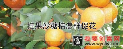 挂果沙糖桔怎样促花