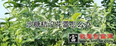 沙糖桔没花蕾怎么办