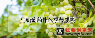 马奶葡萄什么季节成熟