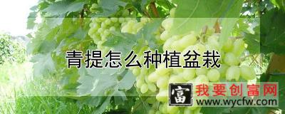 青提怎么种植盆栽