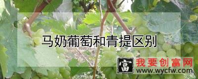 马奶葡萄和青提区别