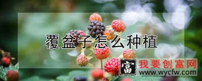 覆盆子怎么种植