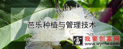 芭乐种植与管理技术