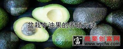 盆栽牛油果的养殖方法