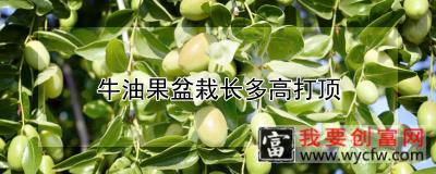 牛油果盆栽长多高打顶