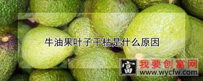 牛油果叶子干枯是什么原因