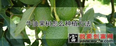 牛油果树怎么种植方法