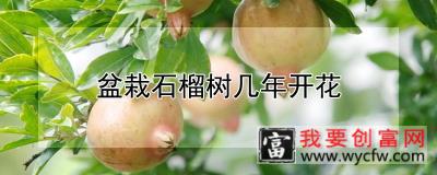 盆栽石榴树几年开花