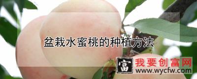 盆栽水蜜桃的<a href=https://www.wycfw.com/e/tags/?tagid=232 target=_blank class=infotextkey>种植方法</a>