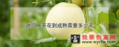 甜瓜从开花到成熟需要多少天