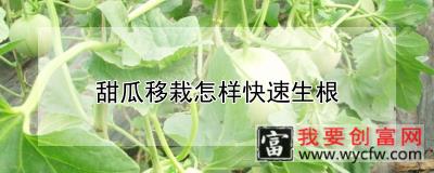 甜瓜移栽怎样快速生根