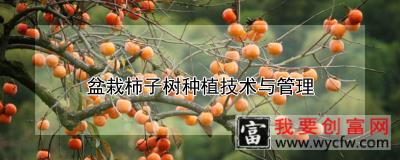 盆栽柿子树<a href=https://www.wycfw.com/e/tags/?tagid=130 target=_blank class=infotextkey>种植技术</a>与管理