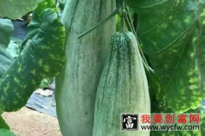 羊角蜜甜瓜种植时间与方法是什么