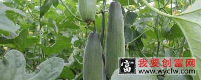 羊角蜜甜瓜种植时间与方法是什么