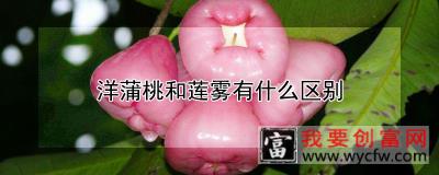 洋蒲桃和莲雾有什么区别