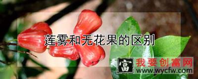 莲雾和无花果的区别