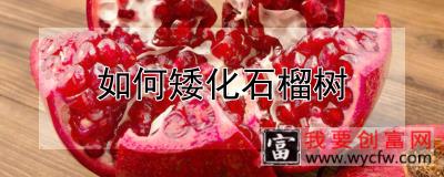 如何矮化石榴树